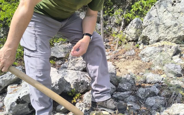Na Pálavě se daří invazivním kaktusům. Jejich likvidace je na dlouhé lokte