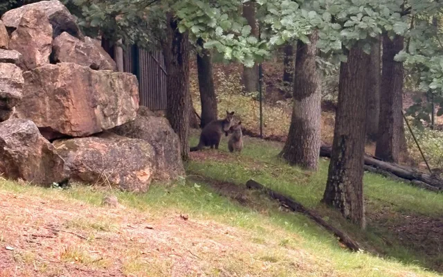 Brněnská zoo se deště nezalekla. Festival Smečky odstartoval navzdory počasí