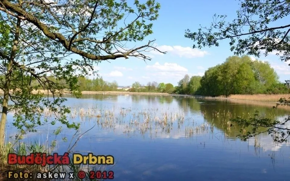 Rybník