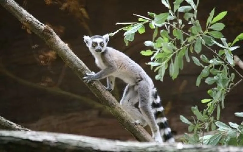 lemur-kata