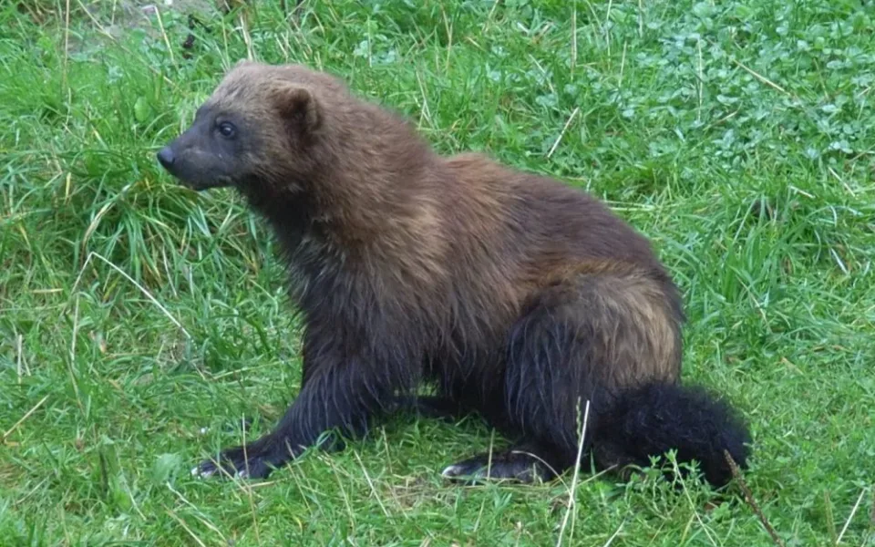 Rosomák
