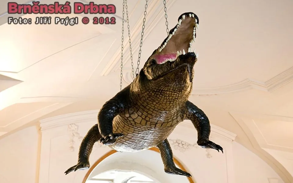 Brněnský drak