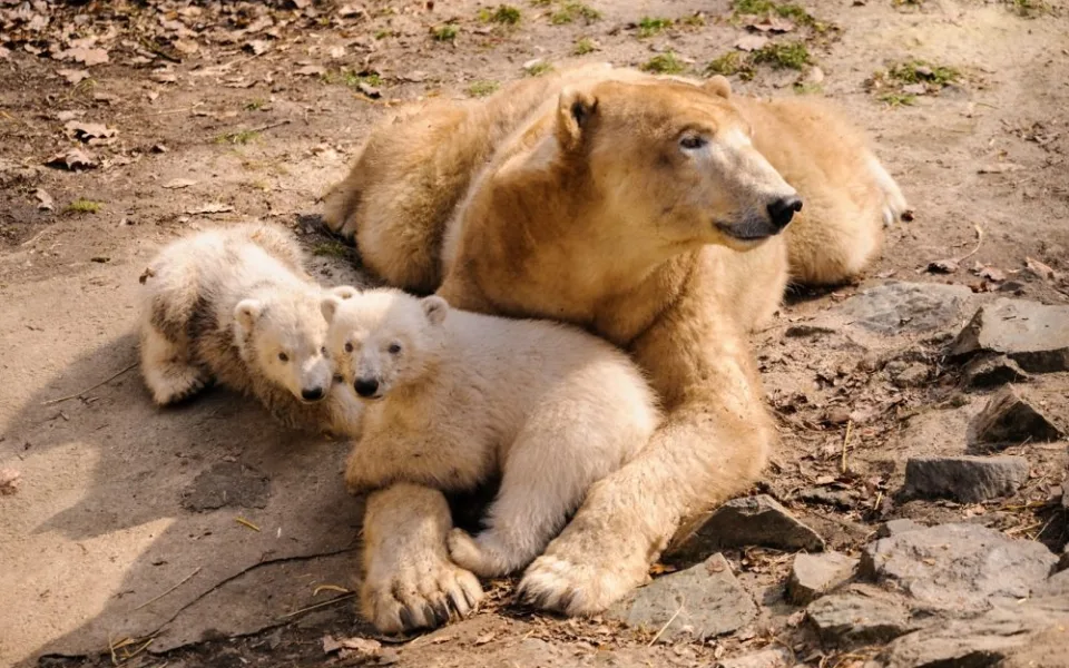 Medvíďata z brněnské zoo