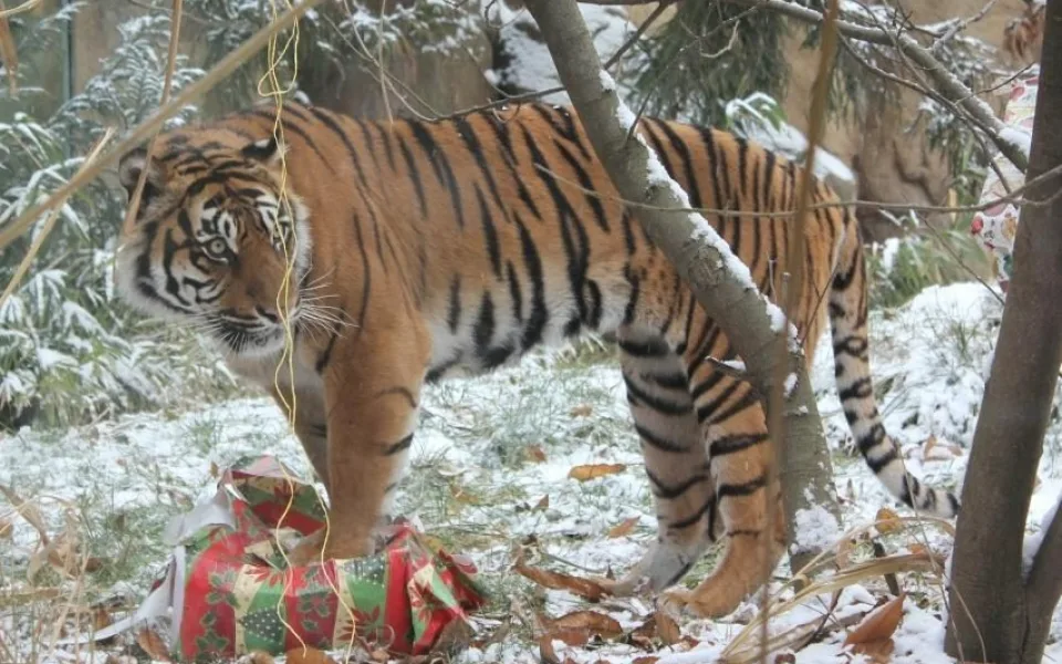 Foto: Brněnská ZOO