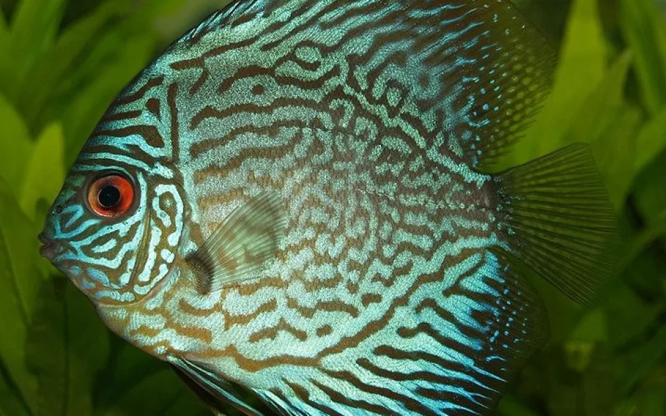 Symphysodon discus, foto: wikipedia.org