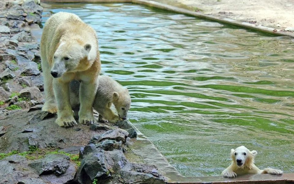 Zoologická zahrada Brno