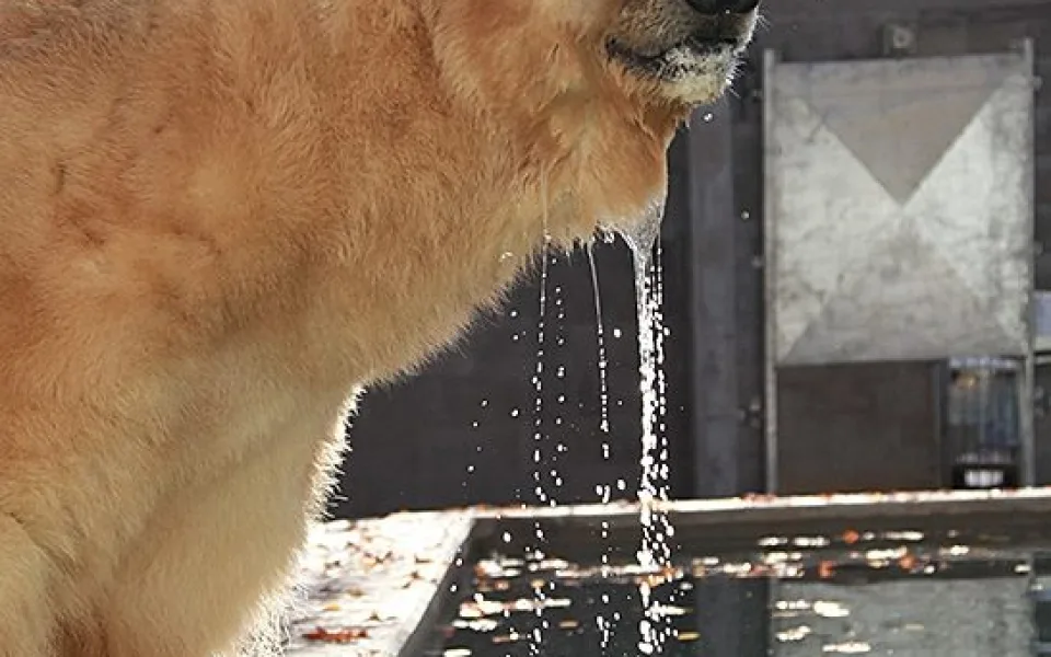 Nový bazén pro lední medvědy v brněnské zoo, foto: Brněnská Drbna