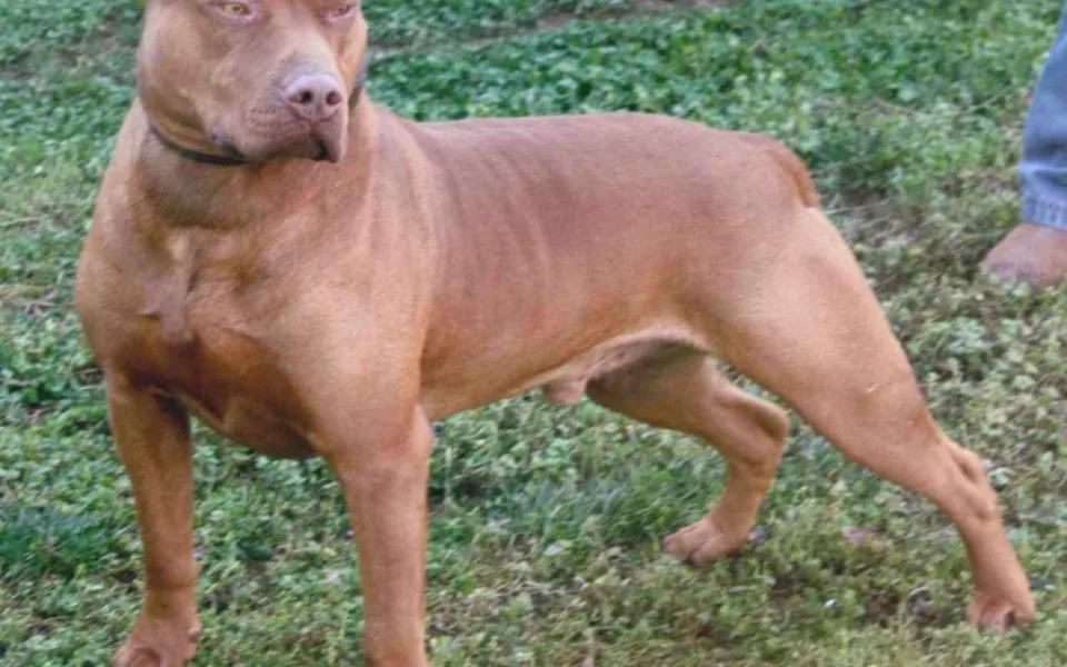 Pitbulteriér, ilustrační foto, zdroj: Animalpictures.com