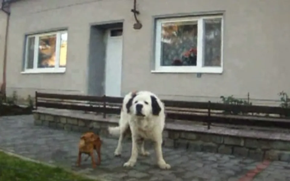 Bernardýn a ratlík se toulali v Chrlicích, foto: Městská policie Brno
