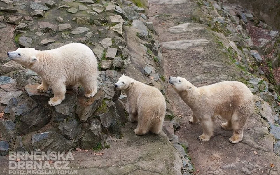 Kometa, Nanuk a jejich matka Cora už dlouho pohromadě nezůstanou, foto: Brněnská Drbna, Miroslav Toman