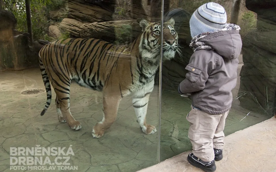 Tygřice Satu je jednou z hvězd brněnské zoo, foto: Brněnská Drbna, Miroslav Toman