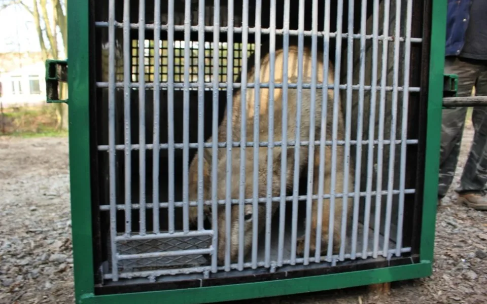 Lední medvědice Kometa opustila brněnskou zoo, foto: Zoo Brno