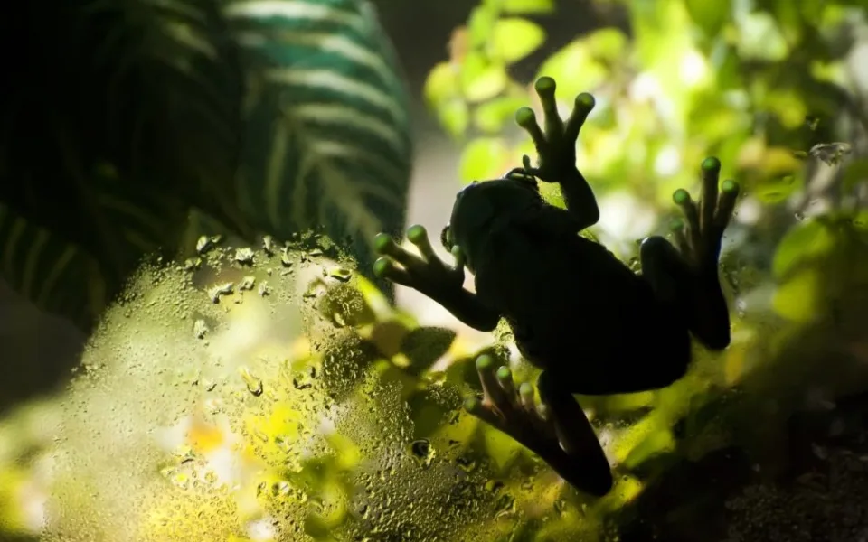Vítězný snímek Michaely Dvořákové - Rosnice siná, foto: Zoo Brno