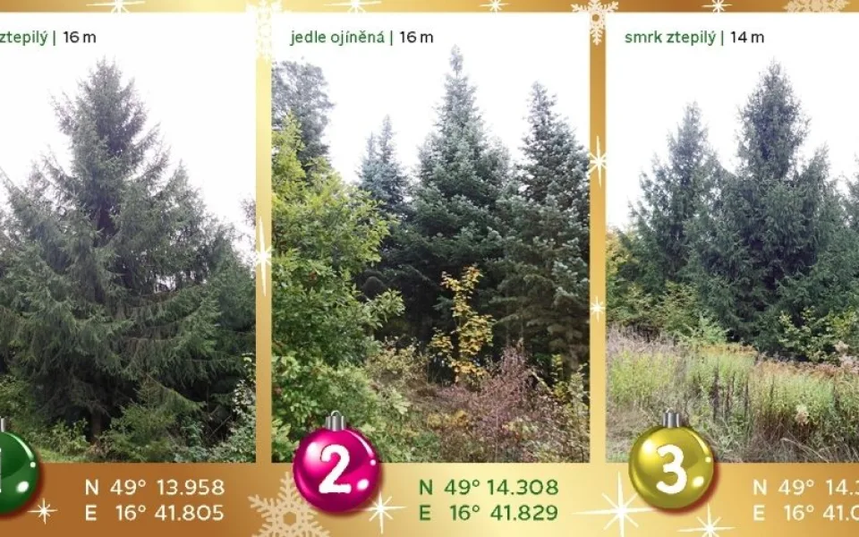 Vánoční strom na náměstí Svobody se rozsvítí 28. listopadu