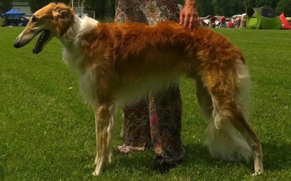 Barzoj Saša