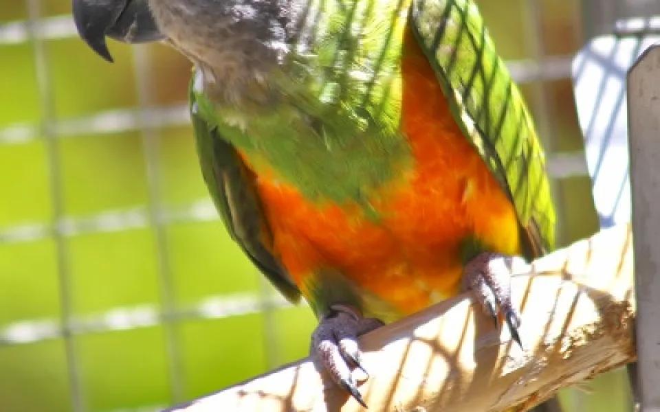 Papoušek Senegalský. Foto: papouscizoo.cz