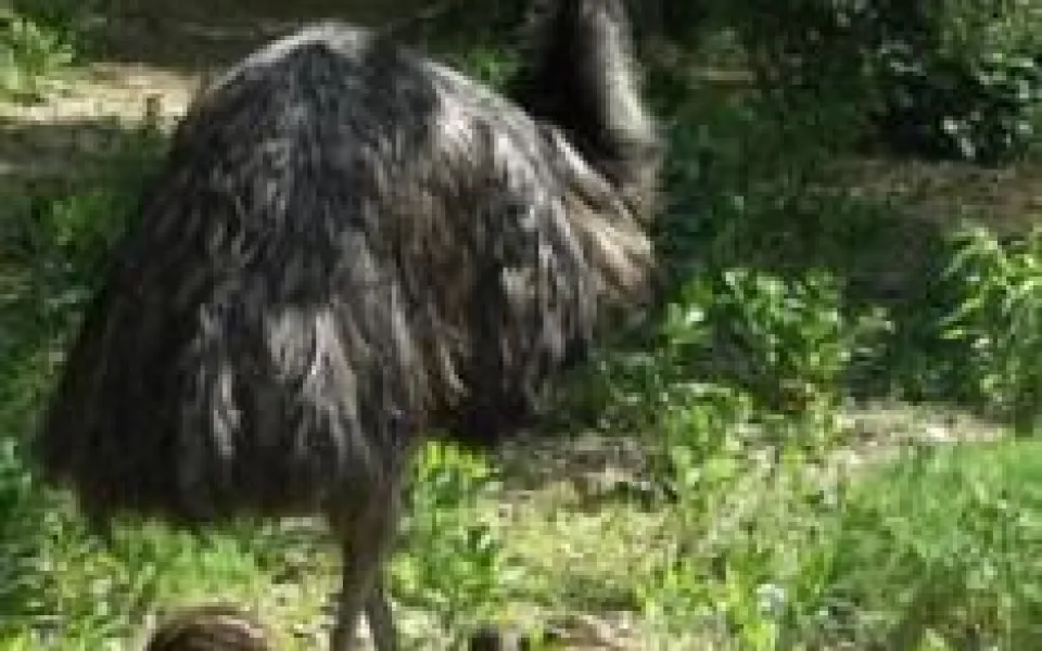 Emu, foto: zoobrno.cz