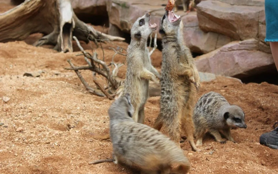Surikaty, foto: www.zoobrno.cz