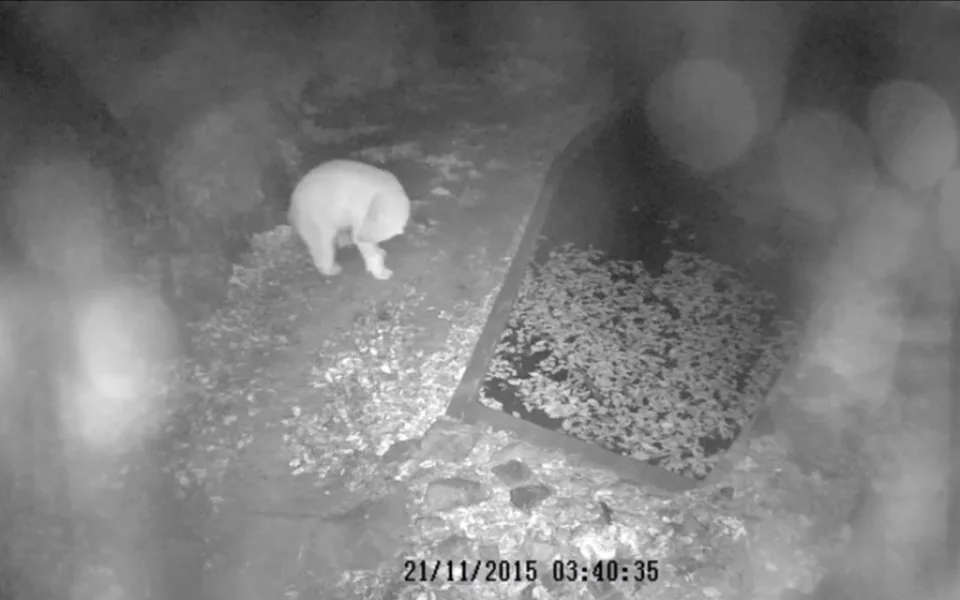 Medvědice Cora a mládě, foto: Zoo Brno
