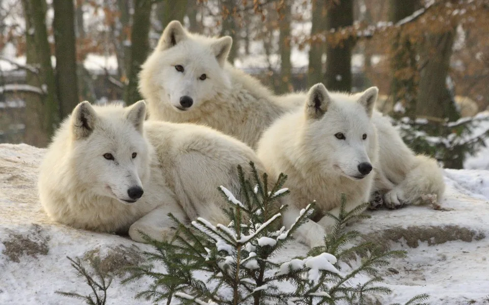 Vlk arktický, foto: Zoo Brno