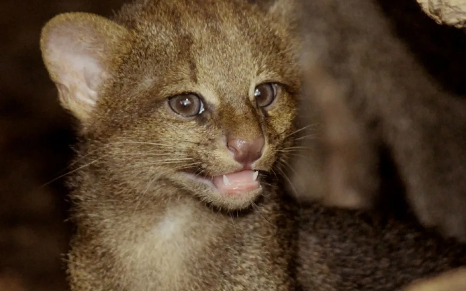 Kotě jaguarundi