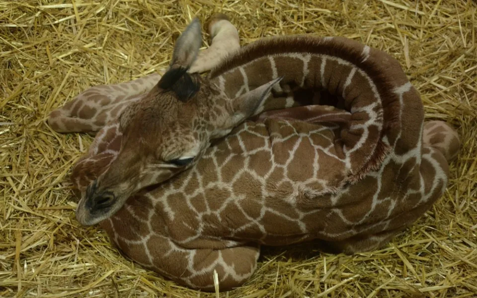 Foto: Zoo Brno