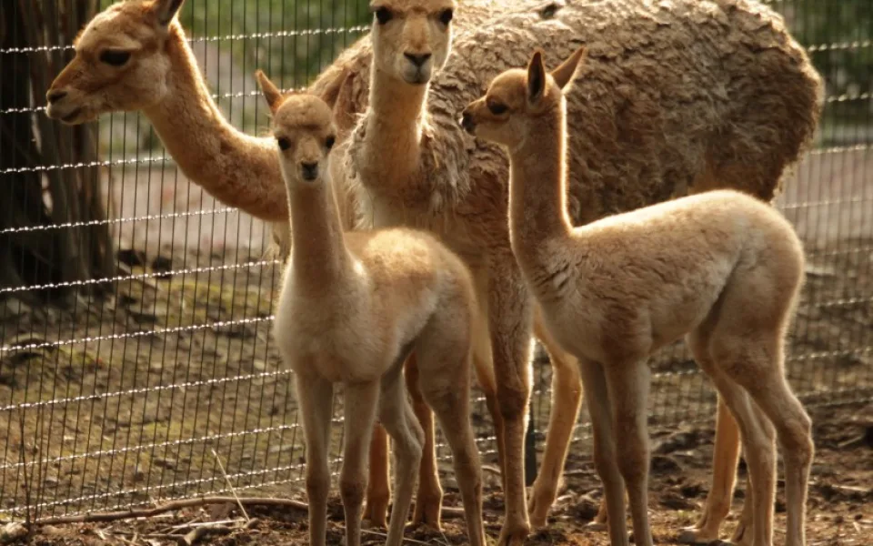 Lama Vicugna, foto: Zoo Brno