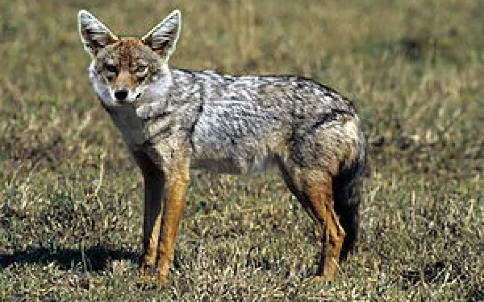 Šakal, Foto: Wikipedie