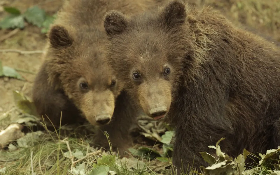 Foto: Zoo Brno