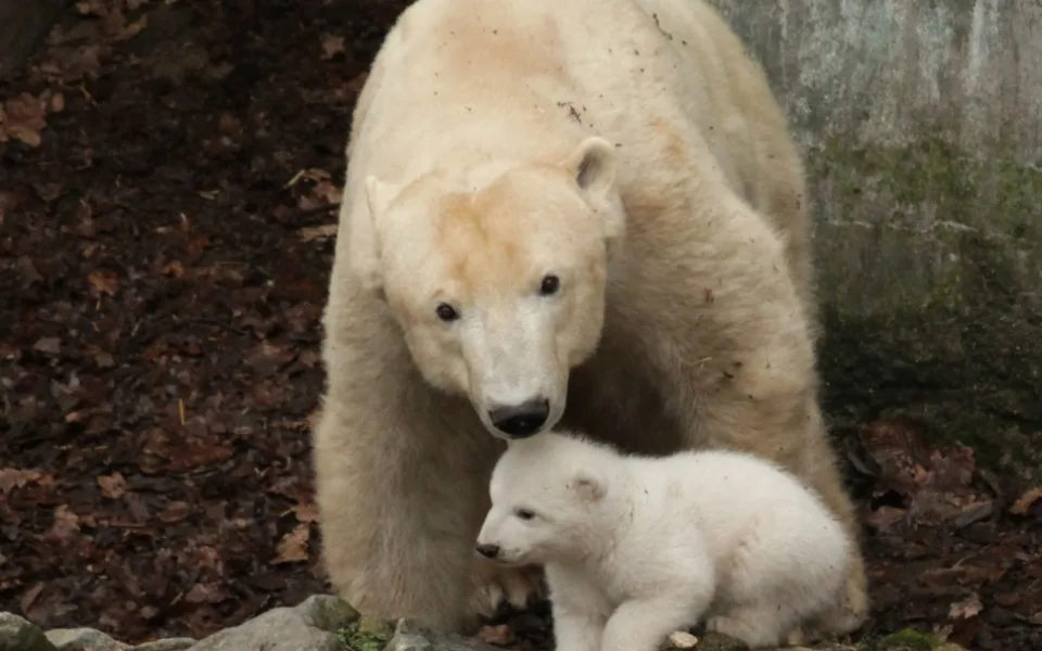 Cora a mládě, foto: Zoo Brno