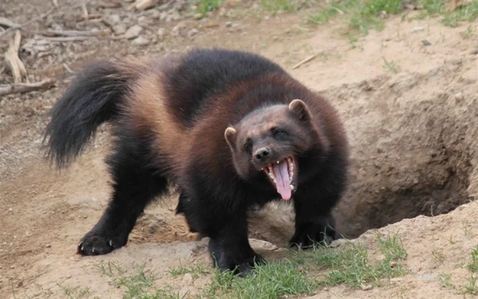 Foto: Zoo Brno