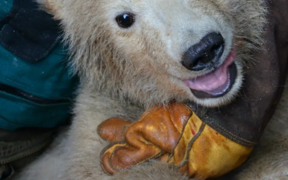 Foto: Zoo Brno