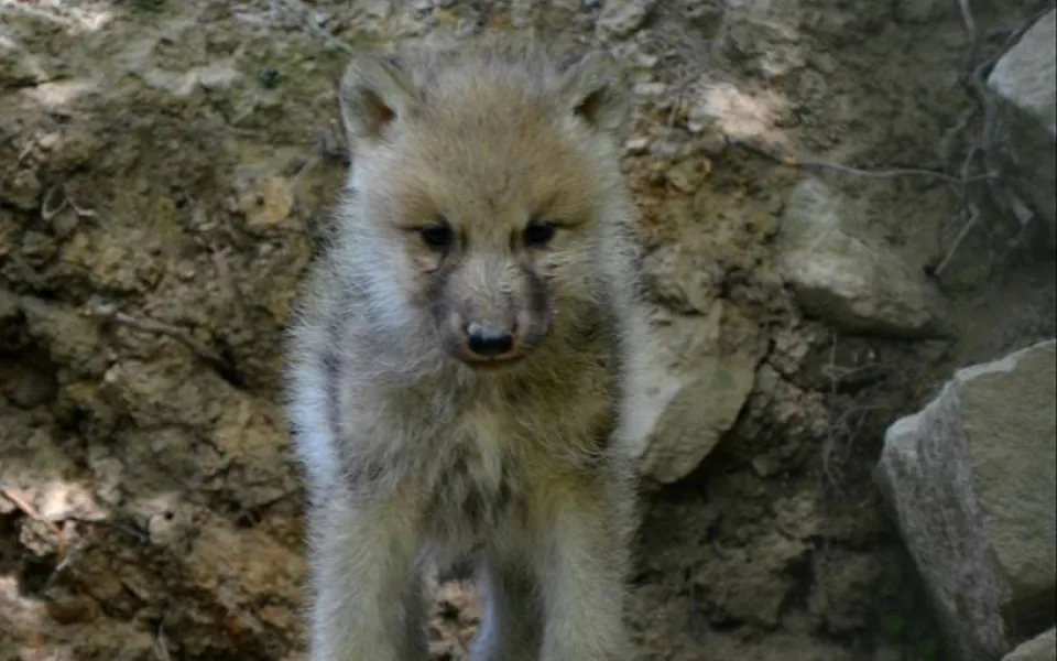 Vlče, foto: Zoo Brno