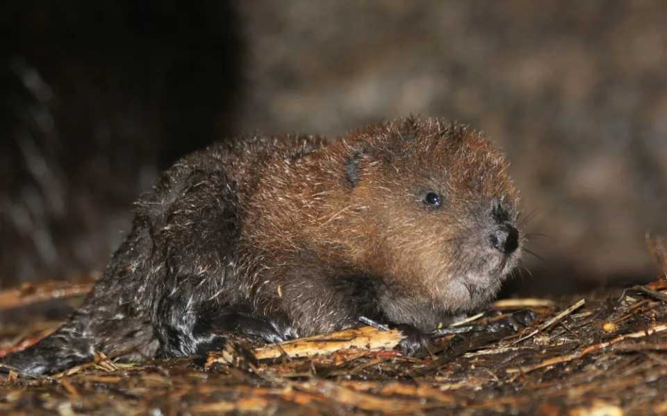 Foto: Zoo Brno