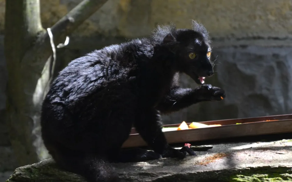 Lemur černý