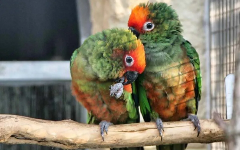 ilustrační foto, zdroj: http://www.papouscizoo.cz/