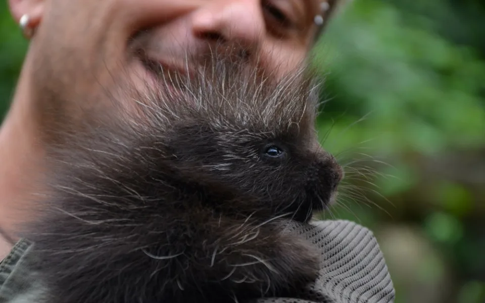 Urzon kanadský, foto: Zoo Brno