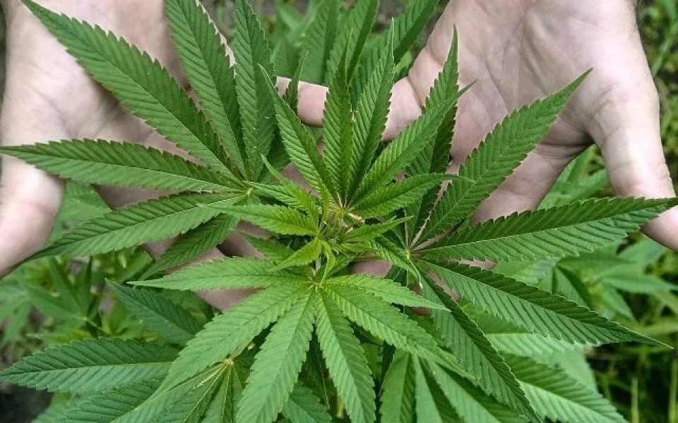 ganja