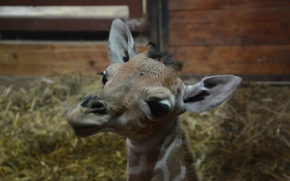 Mláďátko žirafy v brněnské Zoo