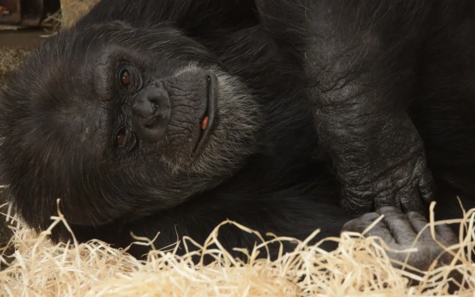 Šimpanz v brněnské zoo, zdroj: Zoo Brno