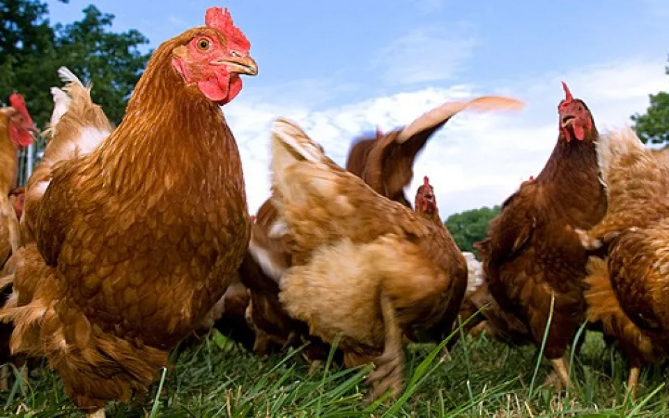 ilustrační foto