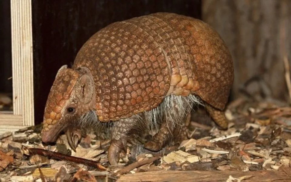 Pásovec Kulovitý, zdroj: Zoo Ostrava