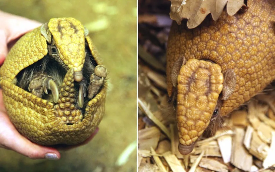 Pásovci kulovití, Zdroj: Zoo Brno