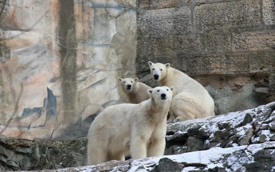 Lední Medvědi v bfněnské zoo, Zoo Brno