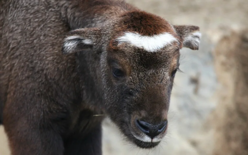 Takin, Zoo Brno
