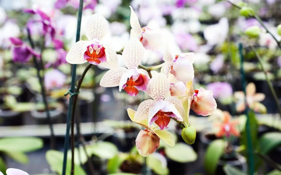 Orchideje, ilustrační foto, zdroj: allinevents.cz