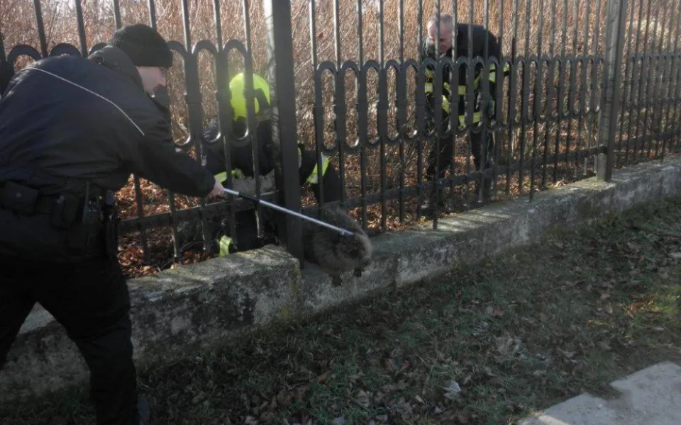 Bobr uvízlý v plotě, zdroj: HZS JMK