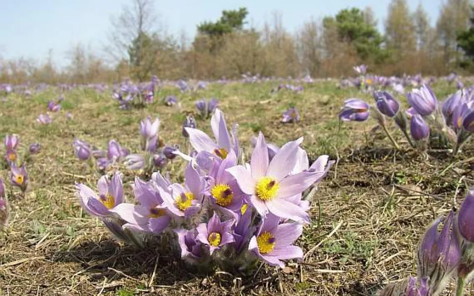 Koniklec, Zdroj: botany.cz, autor: Ladislav Hoskovec
