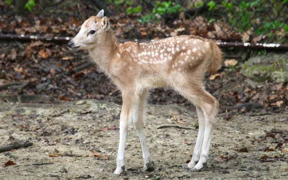 Mládě jelena milu, zdroj: Zoo Brno