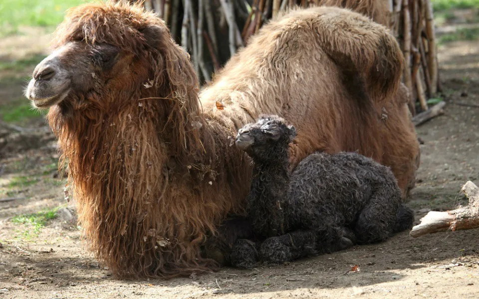 Velbloudí mládě Valerie, zdroj: zoo Brno